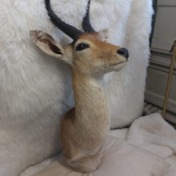 Naturalistic Tan and Black Antelope Shoulder Mount!!